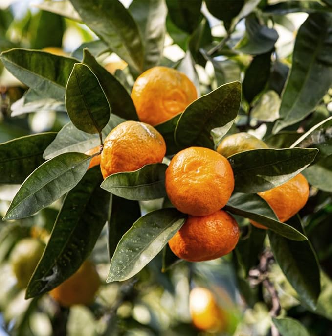 Tangerine Essential Oil