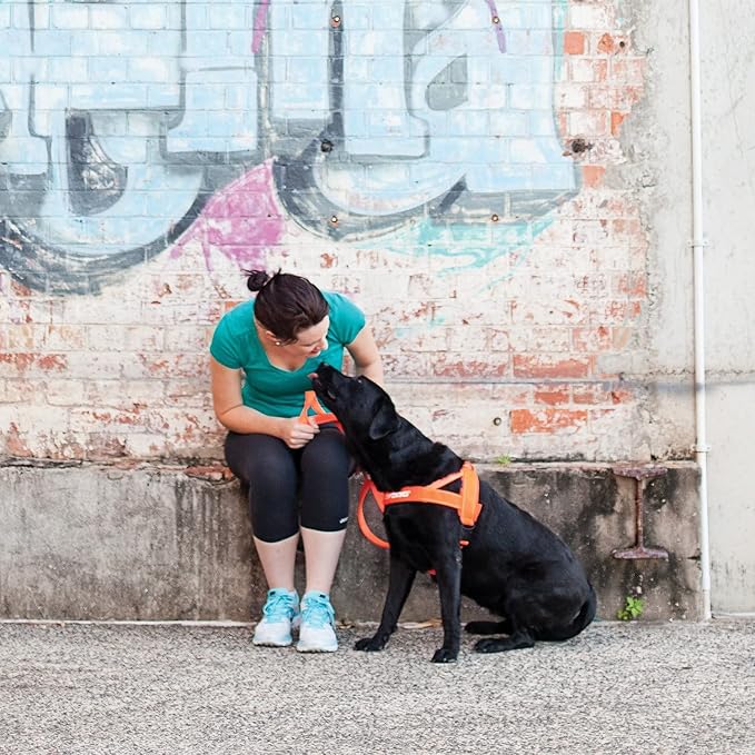 EzyDog Quick Fit Dog Harness, Soft Neoprene Padding - X-Large, Orange | Fast One-Click Buckle, Adjustable Fit, Strong Reinforced Materials, Reflective Stitching, No Pull Dog Harness, Easy Walking