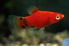 Swimming Creatures™ Assorted Red & Orange Platy (Xiphophorus maculatus) Freshwater Aquarium Live Fish (Size Approx. 1–1.5") (12 Pack)