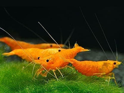 7 Orange & 7 Blue Dream & 7 Fire Red Three Mix Colors Live Shrimps Freshwater Shrimp High Grade Live Shrimps – Freshwater Shrimp Aquarium Inverts – with Live Arrival Guarantee