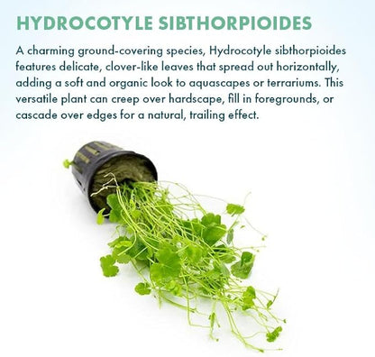 SubstrateSource Live Plant - Lawn Marsh Pennywort (Hydrocotyle sibthorpioides) - Easy to Moderate Care, Medium to High Light, Bright Green Accent, Freshwater Aquatic Plant for Aquascaping - Pot