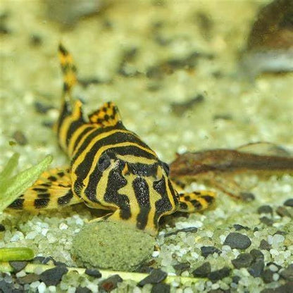 Aquatic Foods Inc. Ultra Multi-Shrimp 12mm - 1/2'' Sinking Wafers of 10 Types of Shrimp. Ideal for Bottom Fish, Plecos, Snails, Crayfish, All Herbivorous & Omnivorous Tropical Fish...10-lbs