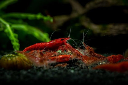 Fire Red Premium High-Grade Neocaridina Freshwater Aquarium Shrimp, Live Arrival Guarantee, 15+ Live Shrimp