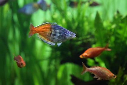 Neat&Tidy Boesemani Rainbow Fish (Pack of 3) - Live Exotic Freshwater Aquarium Fish