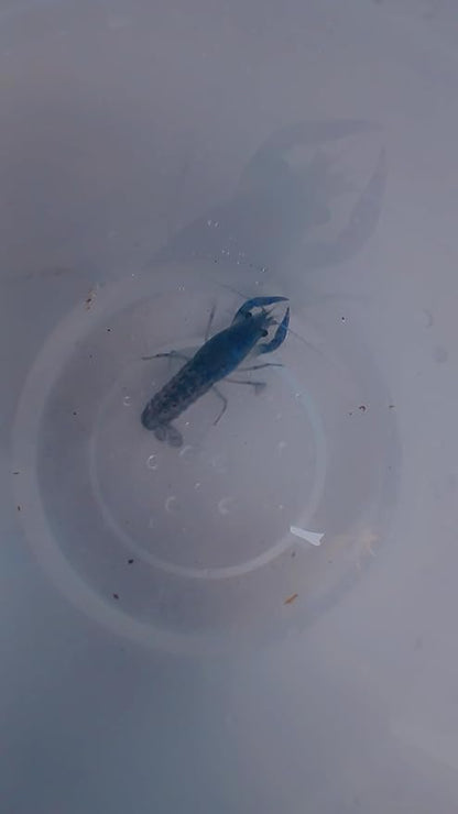1 Live Electric Blue Crayfish -Live for Aquarium or Pond, Live Crawdad Juvenille Approx Size is 1 in to 4 in. We can not Ship to California, Alaska, Hawaii, Wisconsin Due to regulatory restrictions.