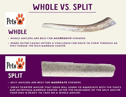 Pets Plus Split Antler Chews for Dogs – 6 Inch, Medium, 2-Pack – Natural Deer Antlers, Long-Lasting Dog Chew Bones, Odor-Free, for Aggressive Chewers & Dental Health