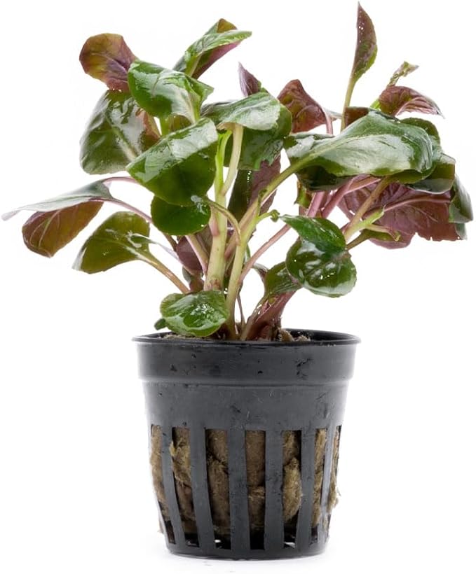 SubstrateSource Live Plants - Cardinal Flower (Lobelia cardinalis) - Moderate to High Light Aquarium Display, Bright Green Accent, Midground Placement for Aquascaping, Stem Aquatic Plant - Pot