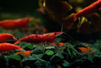 10+ High Grade Fire Red Cherry Shrimps Neocaridina Live Freshwater Shrimp Aquarium Inverts High-Grade Cherry Neocaridina Live Arrive Gurrentee