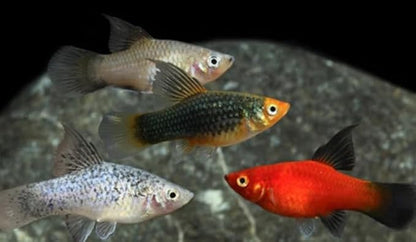 Swimming Creatures™ Tropical Live Guppy/Platy Livebearers Freshwater Aquarium Fish (6 Assorted Color Platy)
