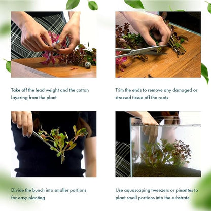 SubstrateSource Live Aquarium Stem Plants - Freshwater Aquatic Plant for Fish Tanks, Aquascaping - (Rotala Ceylon, 1 Bunch)