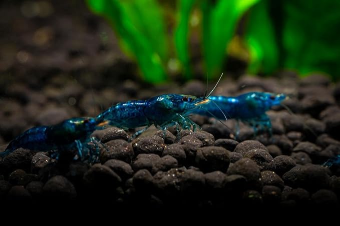 15+ RedYellow-Blue Live Freshwater Shrimp High Grade - Freshwater Aquarium Inverts, Hardy Nano Tank Healthy Pets - with Live Arrival Guarantee
