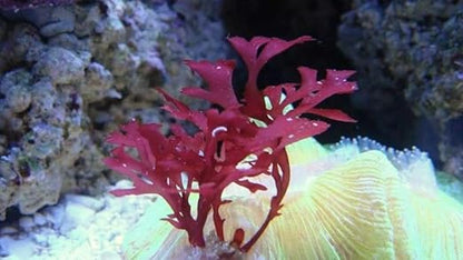 Live Saltwater Plant Red Gracilaria Hayi Red Bush Macro Algae Reef Refugium Coral Saltwater - 1 Inch Frag