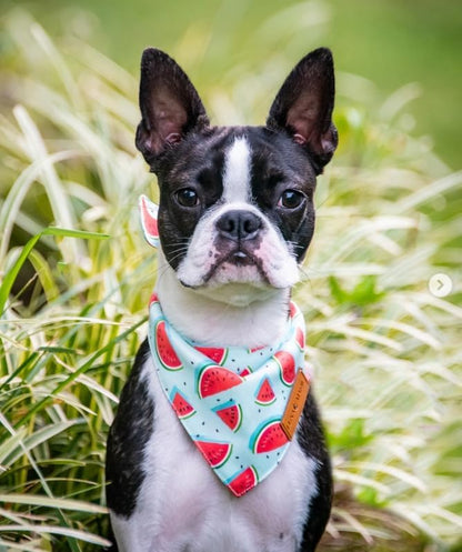 LunaMarie - Luxury Dog Bandanas - Cute Watermelon Design | Premium & Soft Fabric | 100% Handmade Custom Adjustable Shape Dual Layered Small, Medium, Large Cat Scarf (Watermelon, Small)