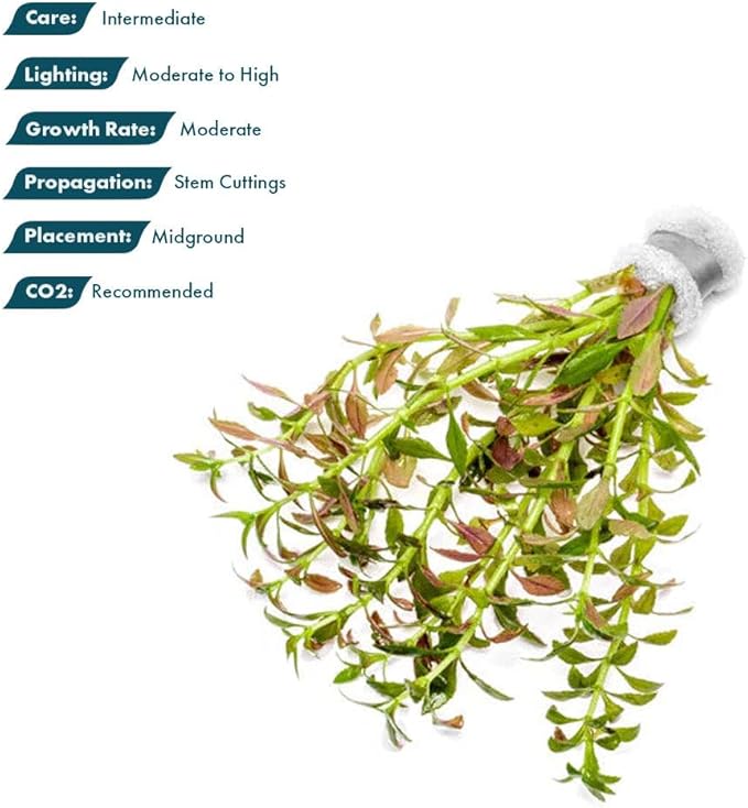 SubstrateSource Live Plants – Mini Rice Paddy Herb (Limnophila aromatica) – Medium to High Light, Green to Reddish-Purple, Midground Accent – Lead Bunch, 1 Pack