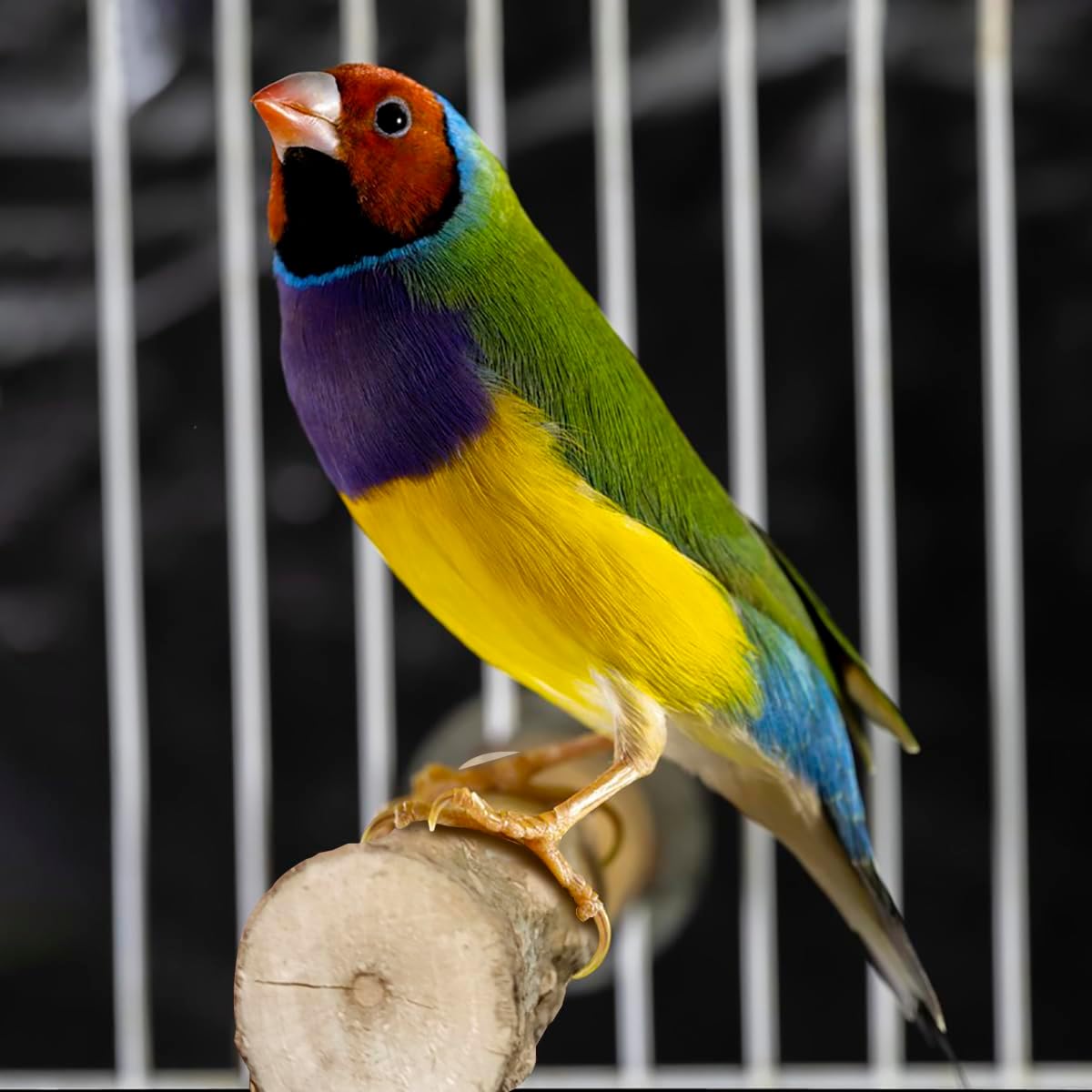 4 Pcs Natural Wooden Bird Perch Parrot Stand, 2 Grape Wood Perches, A Stand Fork Standing Branch, A Paw Grinding Fork, Bird Cage Accessories for Parakeets, Birdcage Sticks & Toys for Budgies, Finches
