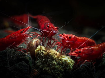 10+ High Grade Fire Red Cherry Shrimps Neocaridina Live Freshwater Shrimp Aquarium Inverts High-Grade Cherry Neocaridina Live Arrive Gurrentee