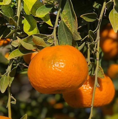 Orange Essential Oil