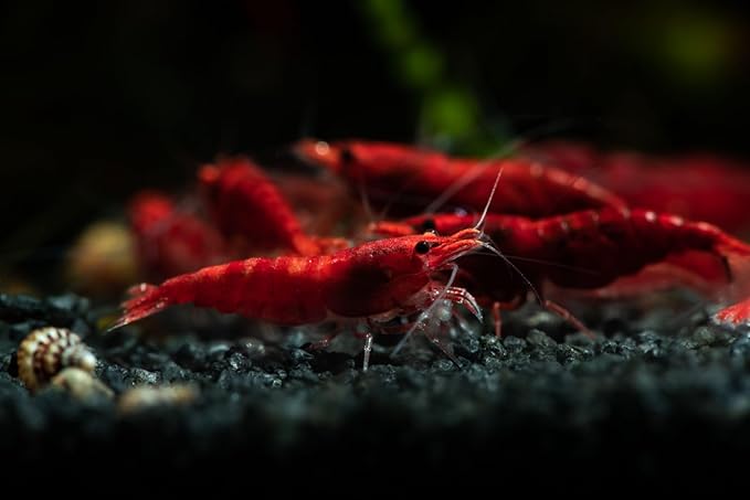 Fire Red Premium High-Grade Neocaridina Freshwater Aquarium Shrimp, Live Arrival Guarantee, 15+ Live Shrimp