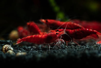 10+ High Grade Fire Red Cherry Shrimps Neocaridina Live Freshwater Shrimp Aquarium Inverts High-Grade Cherry Neocaridina Live Arrive Gurrentee