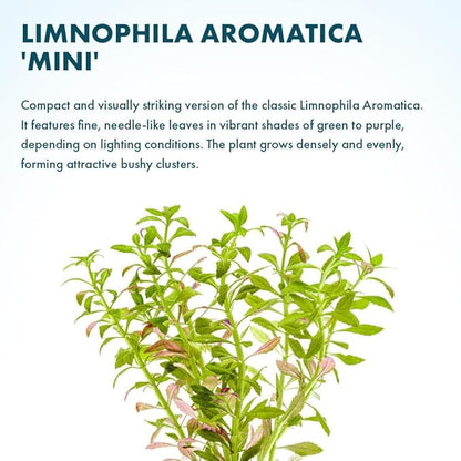SubstrateSource Live Plants – Mini Rice Paddy Herb (Limnophila aromatica) – Medium to High Light, Green to Reddish-Purple, Midground Accent – Lead Bunch, 1 Pack