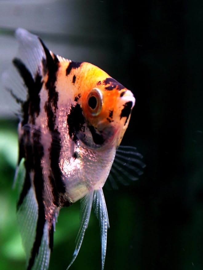 S&C AQUATICS MINI Beefheart & Soft BIT Mix,Beef Heart,Discus Food,Angel Fish Food,Cichlids (1oz Sample) A8