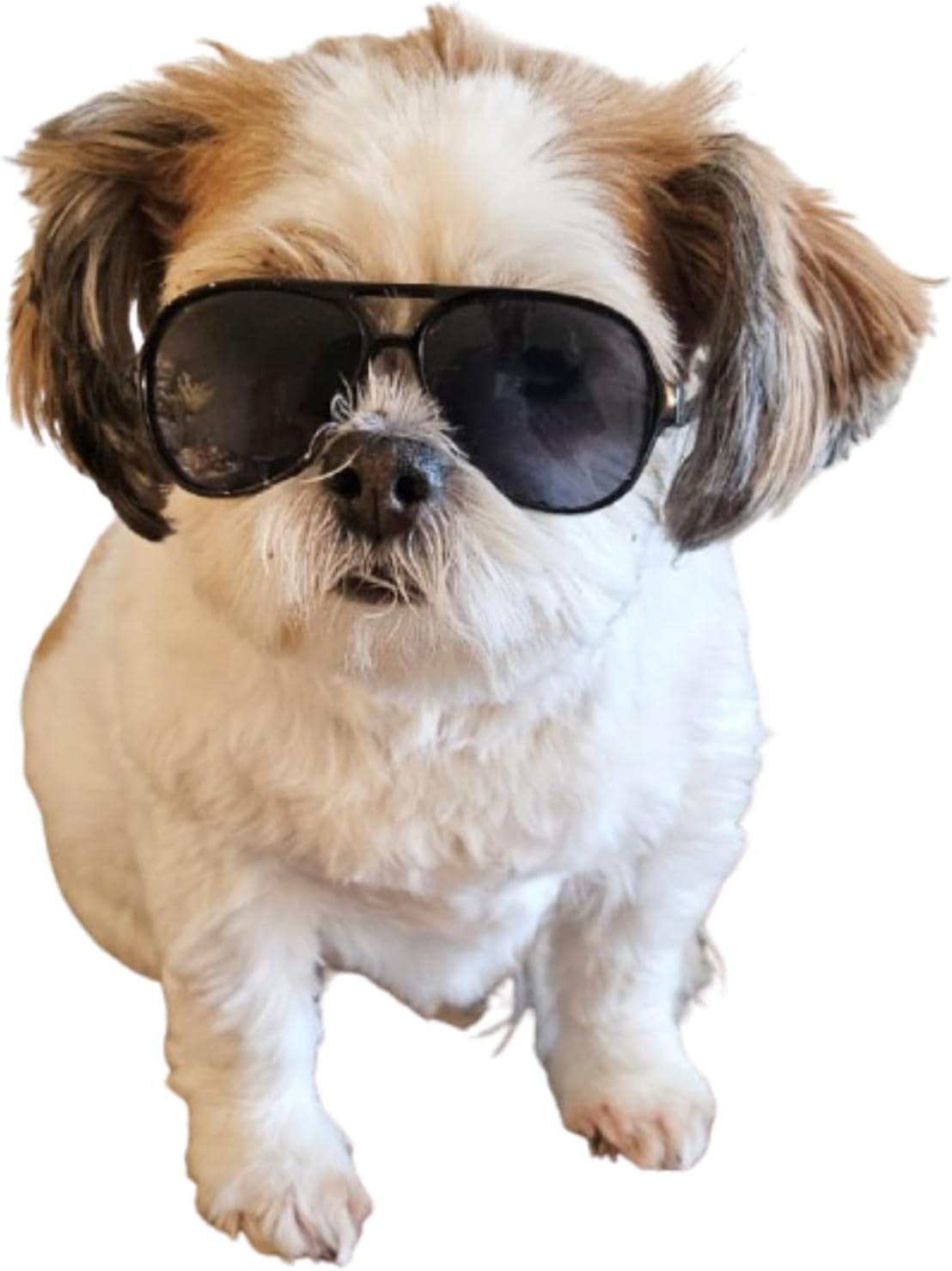 G029 Small Dog Breed up to 15lbs Cat Pet Aviator Sunglasses Glasses (Black)