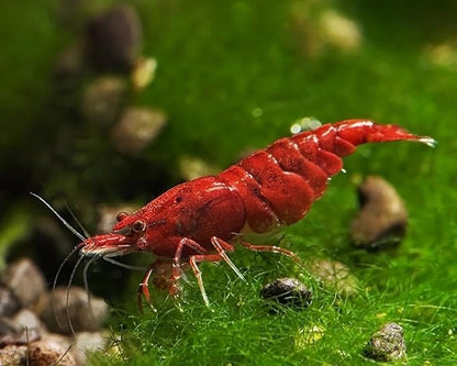 15+ RedYellow-Blue Live Freshwater Shrimp High Grade - Freshwater Aquarium Inverts, Hardy Nano Tank Healthy Pets - with Live Arrival Guarantee