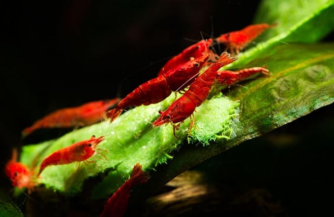 10+ High Grade Fire Red Cherry Shrimps Neocaridina Live Freshwater Shrimp Aquarium Inverts High-Grade Cherry Neocaridina Live Arrive Gurrentee