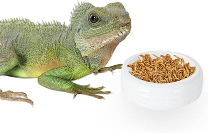 Reptile Food Bowls Ceramic Round Reptile Water Food Dish, Pet Food Bowl for Lizards, Small Snakes, Young Bearded Dragons, Gecko Tortoise Spider (White, Medium-1Pack)