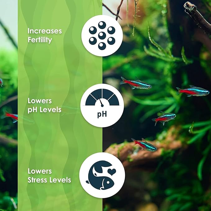 SunGrow 100 pcs Catappa Indian Almond Leaves for Betta Fish Tank Aquarium, 2” Water Conditioner Leaves, Leaf Also Suitable for Shrimp, Goldfish, Guppy and Frogs