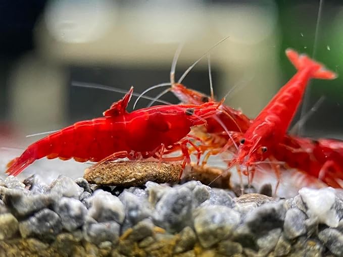 7 Orange & 7 Blue Dream & 7 Fire Red Three Mix Colors Live Shrimps Freshwater Shrimp High Grade Live Shrimps – Freshwater Shrimp Aquarium Inverts – with Live Arrival Guarantee