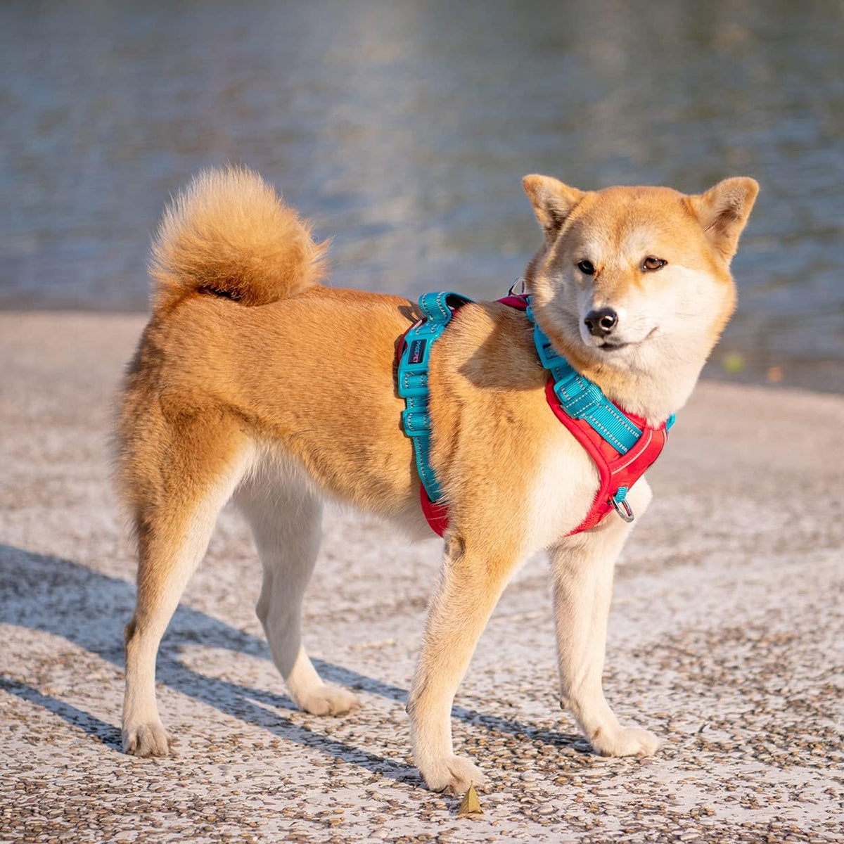 PHOEPET No Pull Dog Harness, Unique Colors Reflective Adjustable Dog Vest, with Soft Training Handle Metal Clips for Small Medium Large Dogs (Red Base & Teal Straps,M)