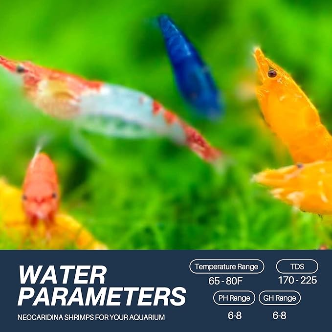 15+ Mixed Color High Grade Neocaridina Live Freshwater Shrimps for Aquarium Bignner Friendly Neocardina Shrimps Fully Mature Breeding Age Size 0.75-1 inches in Length Live Arrival Guarantee