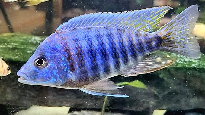 S&C AQUATICS MINI Beefheart & Soft BIT Mix,Beef Heart,Discus Food,Angel Fish Food,Cichlids (6oz) - A8