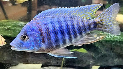 S&C AQUATICS MINI Beefheart & Soft BIT Mix,Beef Heart,Discus Food,Angel Fish Food,Cichlids (16oz - 1 LB.) A8