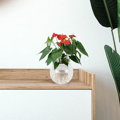 BESPORTBLE Plastic Betta Fish Aquarium Bowl with Hydroponic Basket Small Desktop Fish Tank for Living Room Table Eco-Friendly Plant Terrarium Bowl and Aquatic Pets