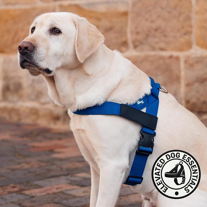 Dog Friendly Co. Dog Harness for Small Dogs (Classic Blue, Small) | One Click Buckle, Chafe Resistant Webbing, Adjustable Neck & Chest, and Heavy Duty D-Ring, Sturdy Comfortable and Easy to Use