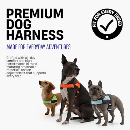 Dog Friendly Co. Dog Harness for Small Dogs (Classic Blue, XXSmall) | One Click Buckle, Chafe Resistant Webbing, Adjustable Neck & Chest, and Heavy Duty D-Ring, Sturdy Comfortable and Easy to Use
