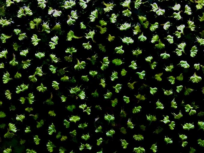 40+ Riccia Water Spangles Live Aquarium Floating Plant (Ricciocarpos Natans) by Aquarigram (Plants + Invisible Feeding Ring (See Video))