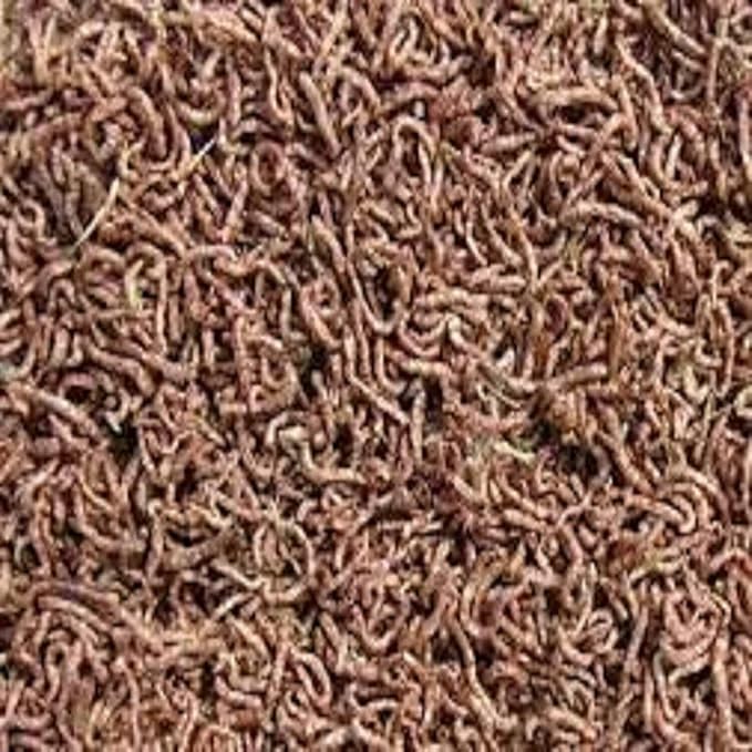 Aquatic Foods Inc. Bloodworms, Freeze Dried Grade A Fresh Floating Bloodworms for All Tropical Fish, Bettas, Discus, Cichlids, Community Fish, Turtles, Carnivore Tropical Fish - 4-lbs