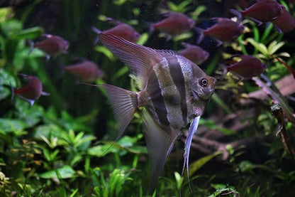 S&C AQUATICS MINI Beefheart & Soft BIT Mix,Beef Heart,Discus Food,Angel Fish Food,Cichlids (16oz - 1 LB.) A8