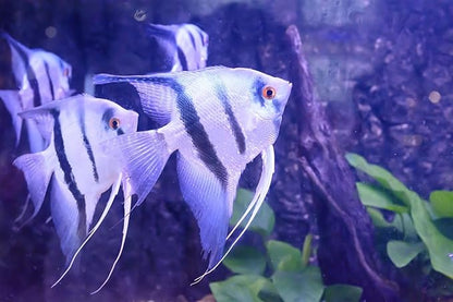 S&C AQUATICS MINI Beefheart & Soft BIT Mix,Beef Heart,Discus Food,Angel Fish Food,Cichlids (16oz - 1 LB.) A8