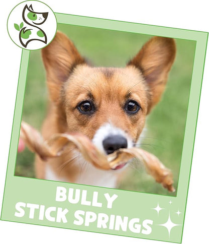 Nature Gnaws Bully Stick Springs for Dogs 7-8" (6 Count) - Long Lasting for Aggressive Chewers - Natural Curly Beef Dog Chew Bones - Rawhide Free