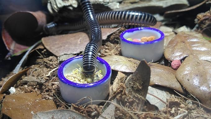 Tarantula Micro Water Bowl Spider Anti-Turnover Bowl for Small Hamster Tarantula Spider Scorpion Cricket Snail Manti Millipede Tiny Bugs Reptile Terrarium Cage Accessories (M (1.18''dia),8 Pcs)