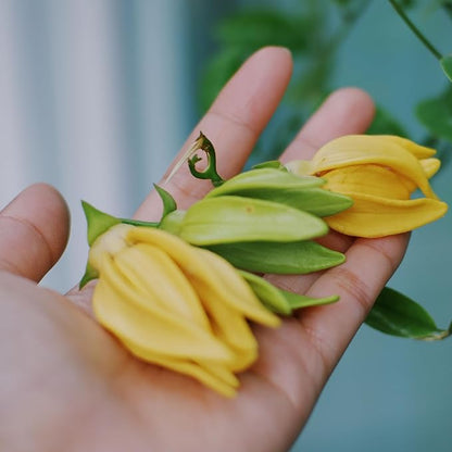Ylang Ylang Essential Oil