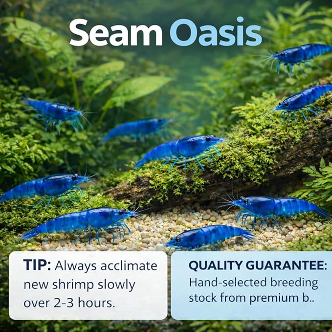 15+ Blue Dream Supreme Gene Shrimps Live Freshwater Neocaridina Shrimp for Aquarium, Live Arrival Guarantee