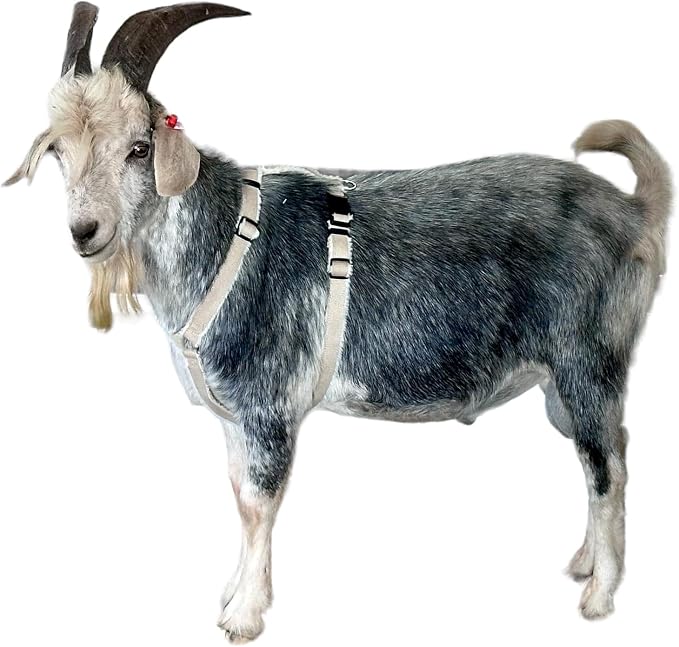 Asatre Adjustable Lined Hemp Goat Harness, Sheep, Livestock Durable Multi-Clasp Livestock Gear, Comfortable Farm Pet Accessory (Large)