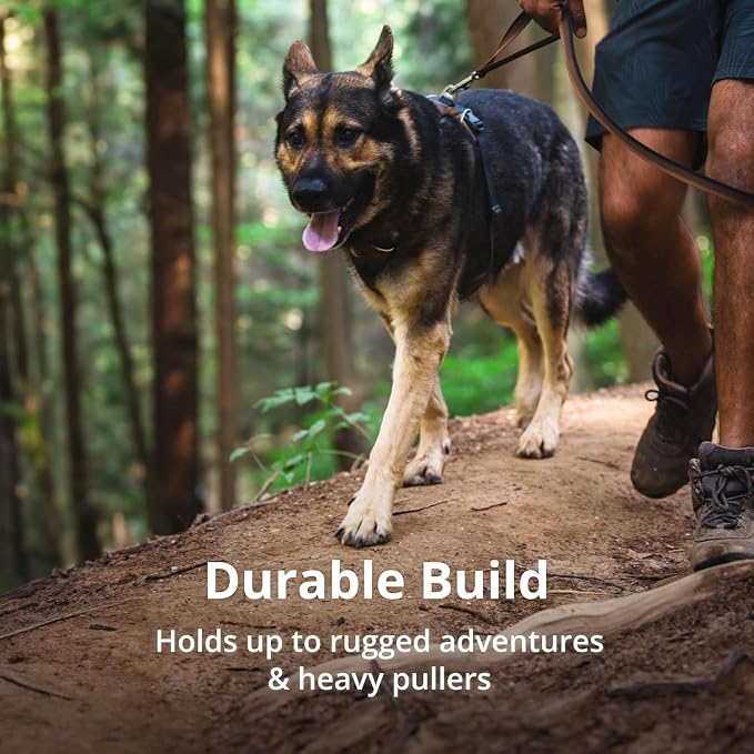 Ruffwear, Front Range Dog Harness, Reflective Soft Padded Everyday Harness with Dual Leash Clips, Adjustable and Lightweight Fit for Training or Walking for All Dogs, Basalt Gray, Medium