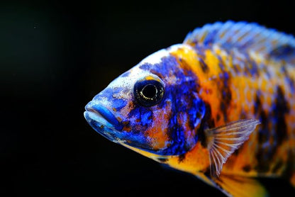 S&C AQUATICS MINI Beefheart & Soft BIT Mix,Beef Heart,Discus Food,Angel Fish Food,Cichlids (7oz) A8
