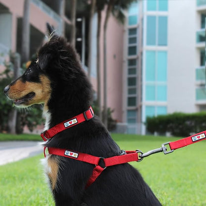 Pawtitas Personalized Dog Leash Embroidered Customize with Your Pet Name & Phone Number Puppy 6 ft Long Extra Small Teal Custom Engraved, Customized 2XS (Pack of 1)